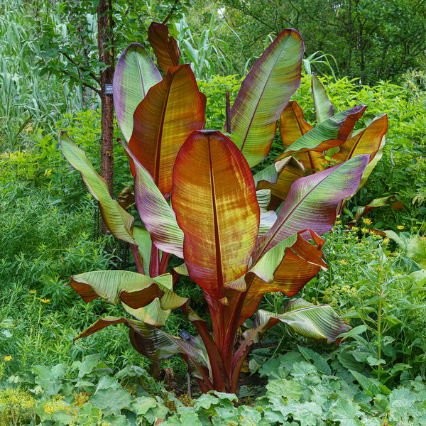 Bananenplant - Ensete ventricosum Maurelli - Ø12cm - ↕30cm