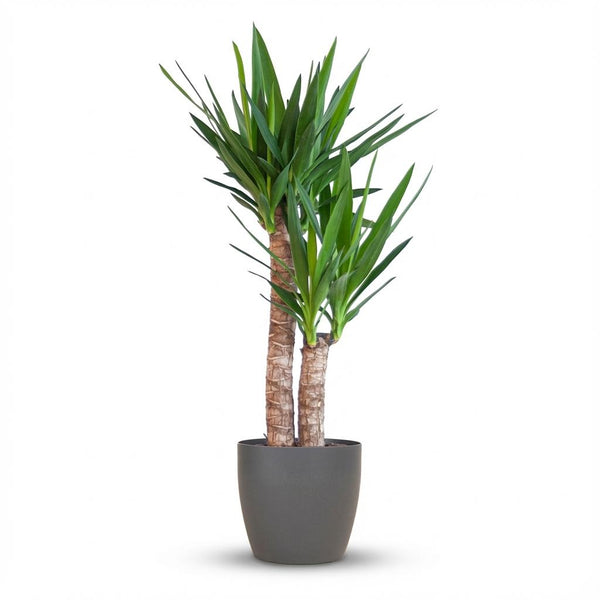 Palmlelie - Yucca elephantipes - incl. Pot - Zwart - Ø21cm - ↕90cm