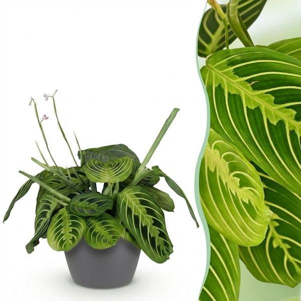 Gebedsplant - Maranta Fascinator Lemon Lime - Ø12cm - ↕25cm