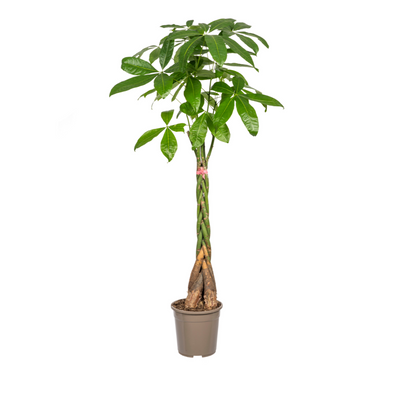 Geldboom - Pachira aquatica - Ø24cm - ↕130cm
