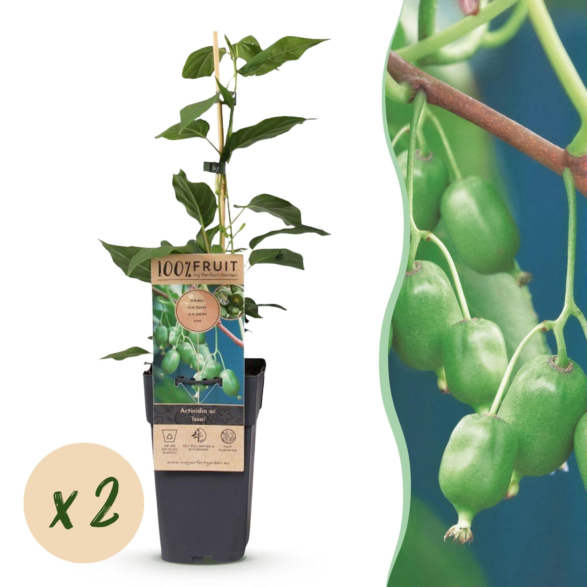 Kiwiplant - Actinidia arguta Issai - Ø15cm - ↕50cm