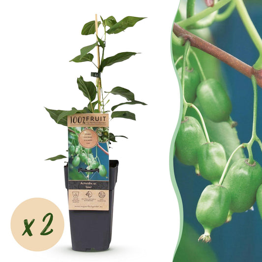 Kiwiplant - Actinidia arguta Issai - Ø15cm - ↕50cm