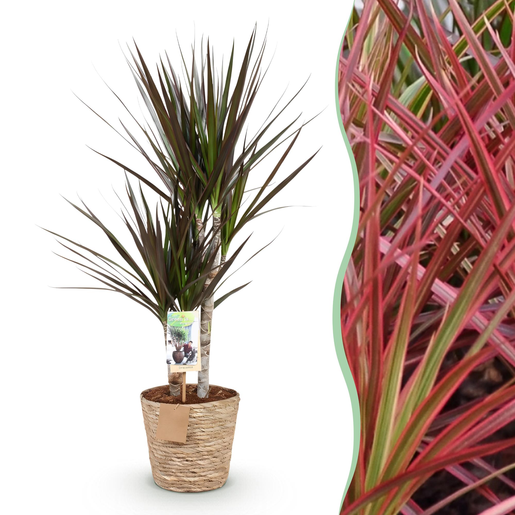 Drakenbloedboom - Dracaena Magenta - Ø17cm - ↕70-80cm