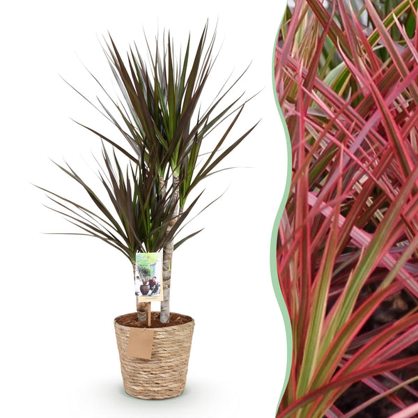 Drakenbloedboom - Dracaena Magenta - Ø17cm - ↕70-80cm