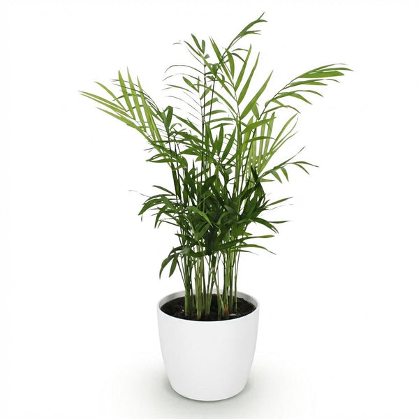 Bergpalm - Chamaedorea elegans - Ø12cm - ↕15cm