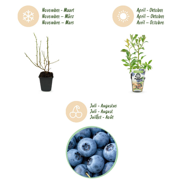 Bosbes - Vaccinium corymbosum Bluecrop - Ø9cm
