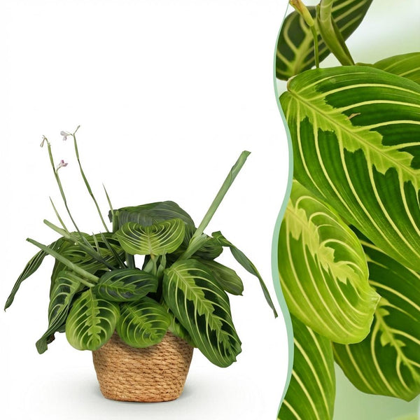 Gebedsplant - Maranta Fascinator Lemon Lime - Ø12cm - ↕25cm
