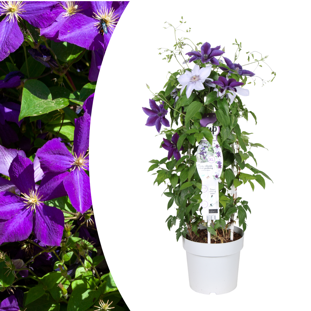 Bosrank - Clematis Double Up Barnadine + Masa - ↕23cm