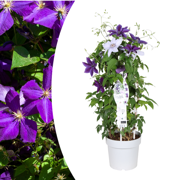 Bosrank - Clematis Double Up Barnadine + Masa - ↕23cm