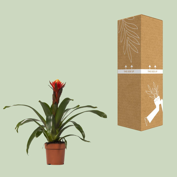 Guzmania Happiness - Ø12cm↕45cm