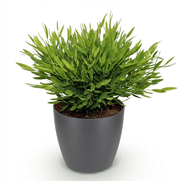 Bamboegras - Bambusa Pogonatherum Monica - Ø12cm - ↕20cm