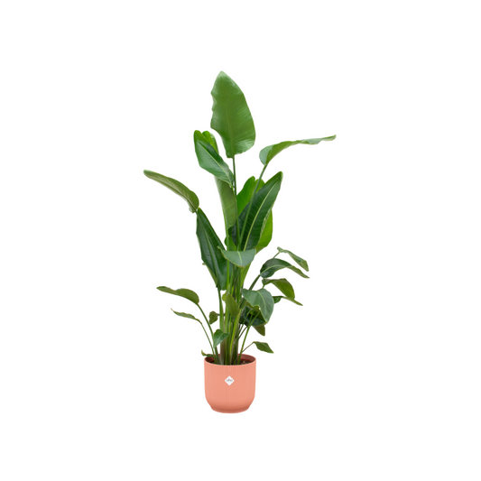 Witte paradijsvogelplant - Strelitzia nicolai - incl. Elho Vibes Fold Round roze - Ø30cm