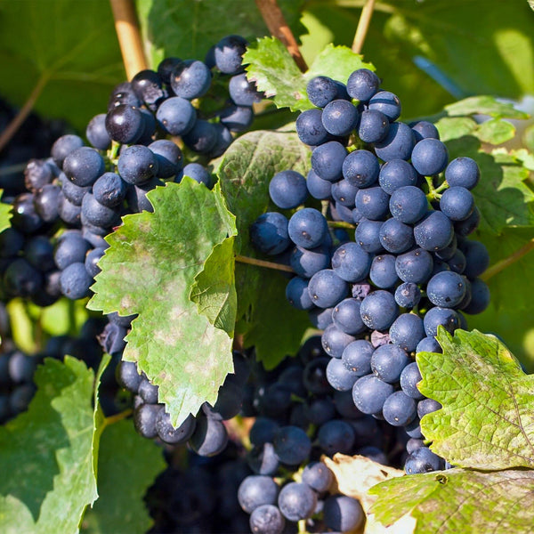 Druif - Vitis vinifera Regent - Ø15cm - ↕50cm