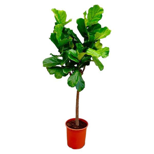 Vioolbladplant - Ficus lyrata - Ø27cm