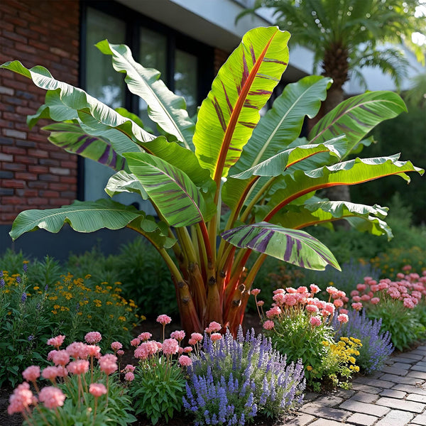 Bananenplant - Musa sikkemensis Red Tiger - Ø12cm - ↕30cm