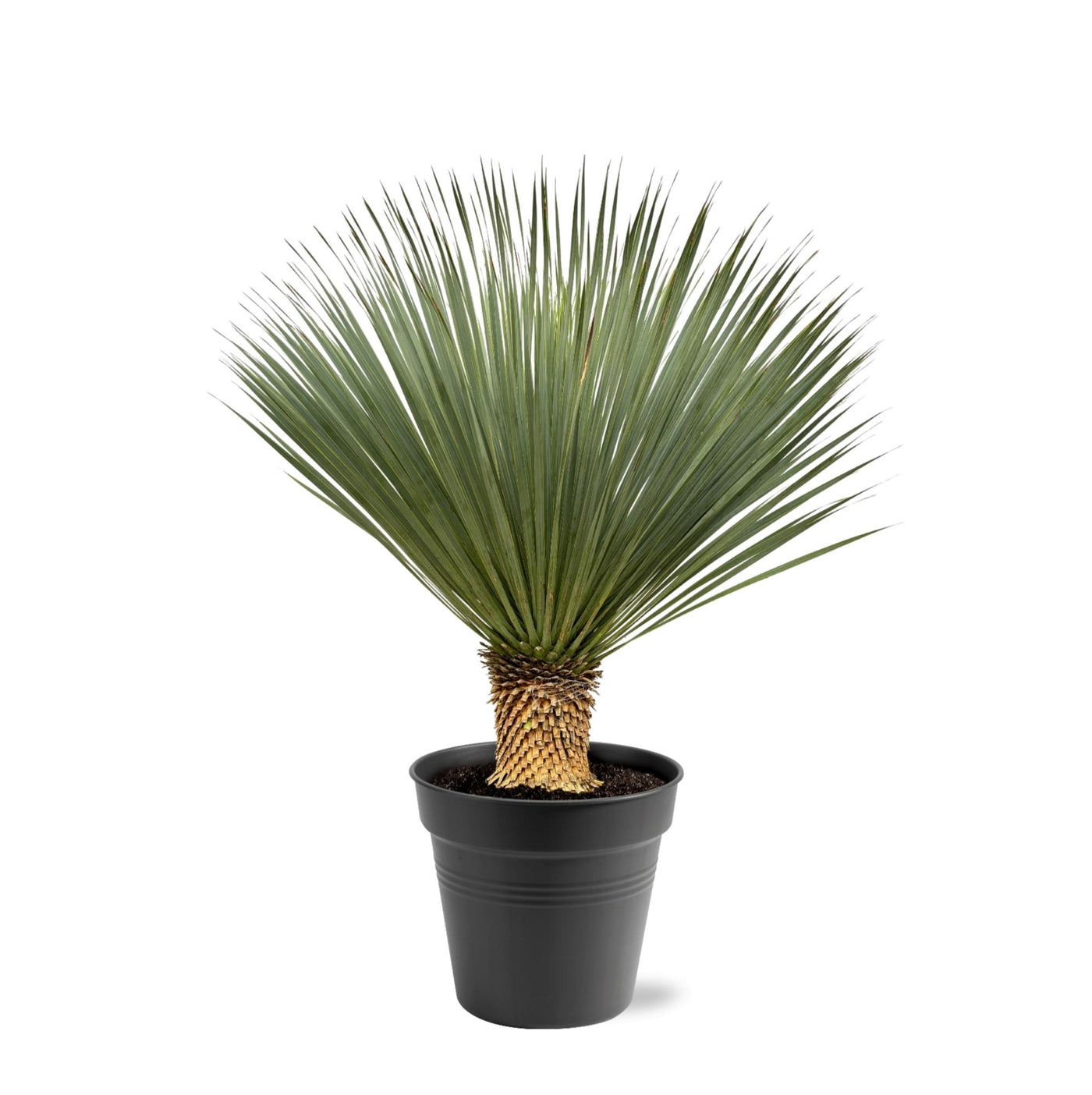 Palmlelie - Yucca Rostrata - ↕120cm