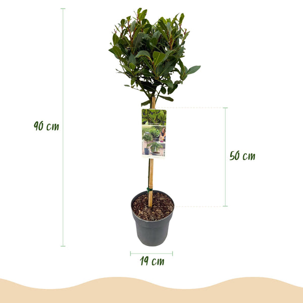 Laurier op stam - Laurus nobilis - Ø19cm - ↕90cm