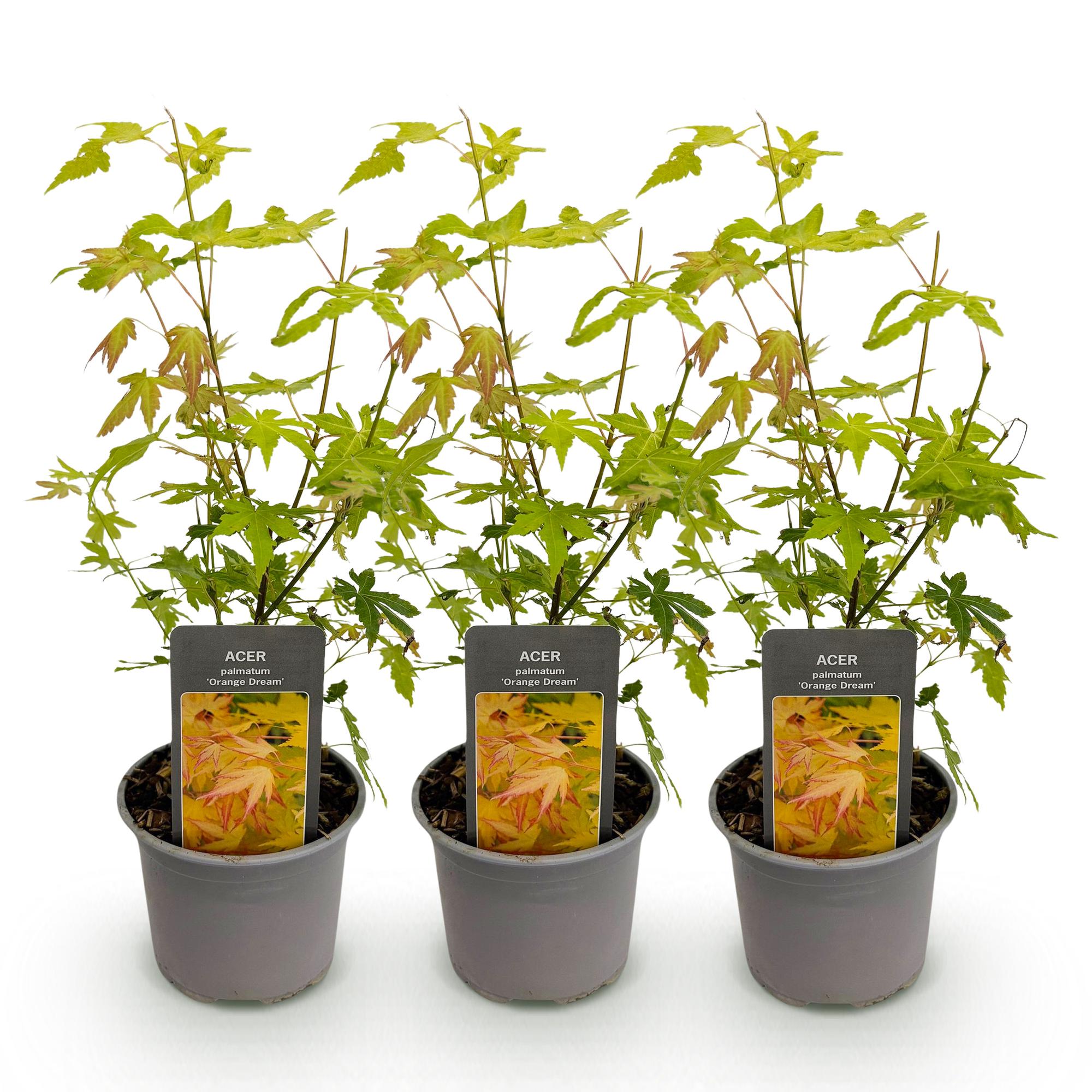 Japanse Esdoorn - Acer palmatum Orange Dream - Oranje - Ø12cm - ↕35cm