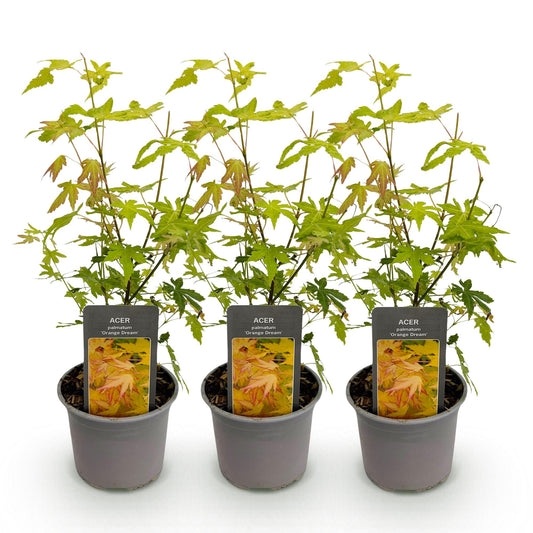 Japanse Esdoorn - Acer palmatum Orange Dream - Oranje - Ø12cm - ↕35cm
