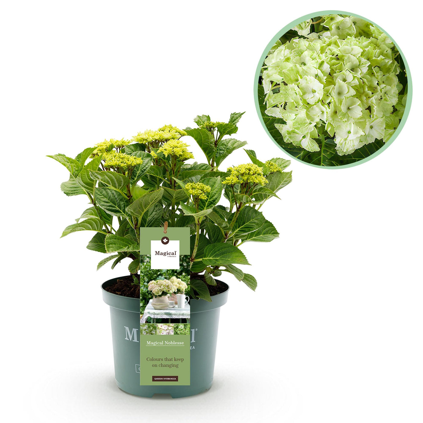 Hortensia - Hydrangea Magical Nobless - wit - Ø23cm - ↕55cm