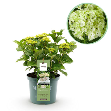 Hortensia - Hydrangea Magical Nobless - wit - Ø23cm - ↕55cm
