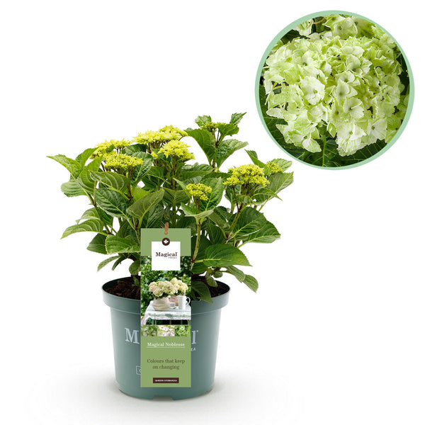 Hortensia - Hydrangea Magical Nobless - wit - Ø23cm - ↕55cm