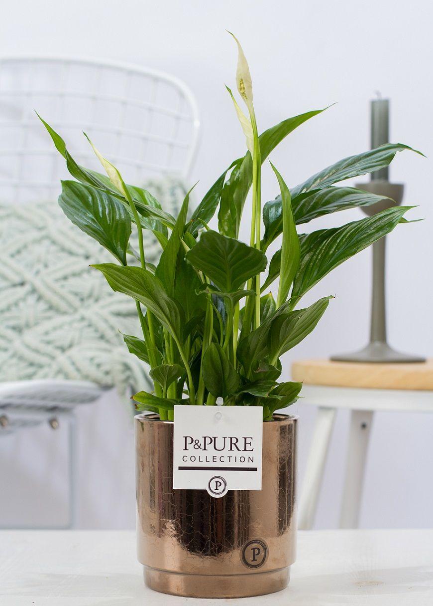 Lepelbloem - Spathiphyllum - incl. P&PURE Juliette Ceramics Goldbronze - Ø12cm - ↕35cm