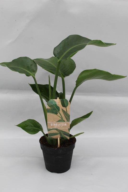 Witte paradijsvogelplant - Strelitzia nicolai - Ø13cm - ↕35cm