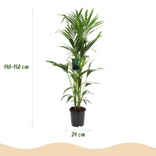 Kentiapalm - Howea forsteriana - Ø24cm - ↕140-150cm