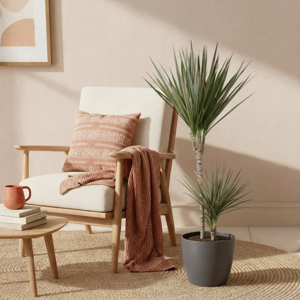 Drakenbloedboom - Dracaena marginata Bicolor - Ø21cm - ↕90-100cm