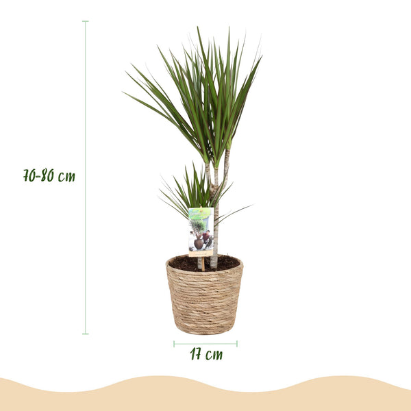 Drakenbloedboom - Dracaena marginata - Ø17cm - ↕70-80cm