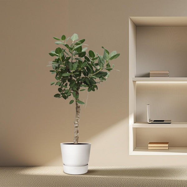 Bengaalse Vijg - Ficus benghalensis - Ø50cm - ↕200cm