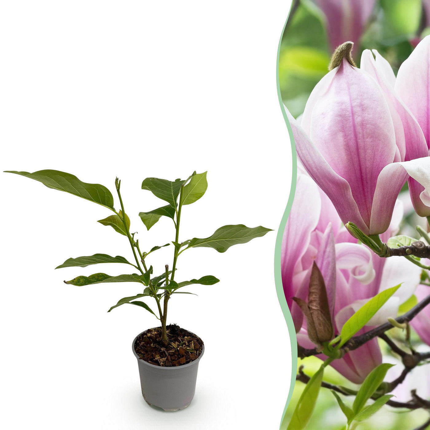 Magnolia - Magnolia George Henry Kern - roze - Ø12cm - ↕30cm