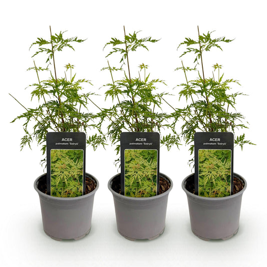 3x Japanse Esdoorn - Acer palmatum Seiryu - Ø12cm - ↕35cm