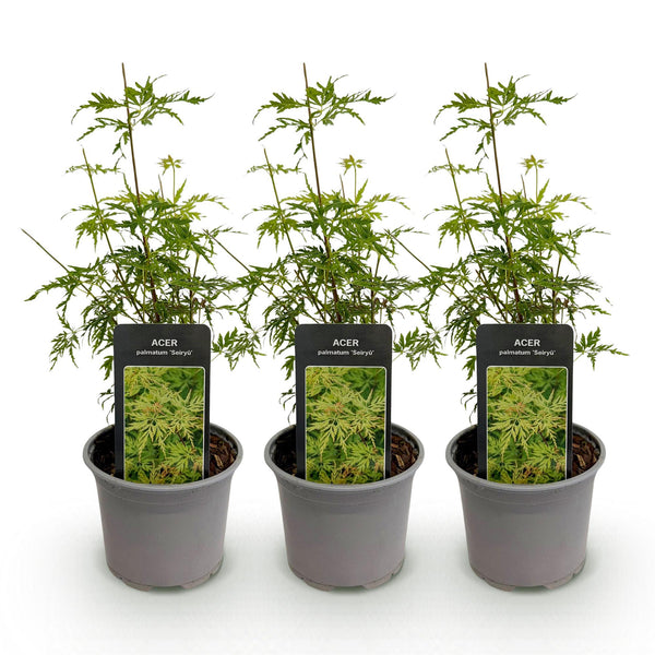 3x Japanse Esdoorn - Acer palmatum Seiryu - Ø12cm - ↕35cm