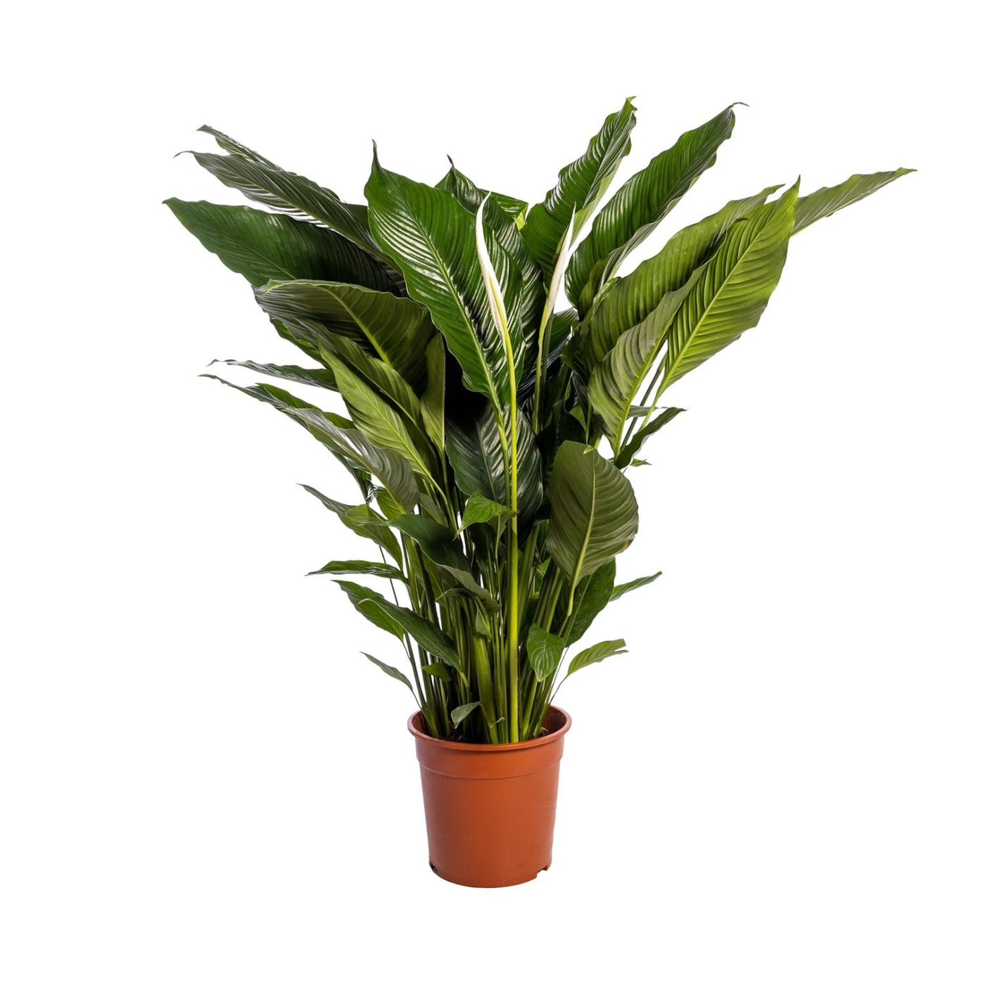 Lepelplant - Spathiphyllum 'Sweet Sebastiano' - Ø24cm - ↕110cm