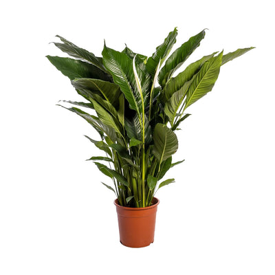 Lepelplant, Spathiphyllum 'Sweet Sebastiano', 110 cm hoog