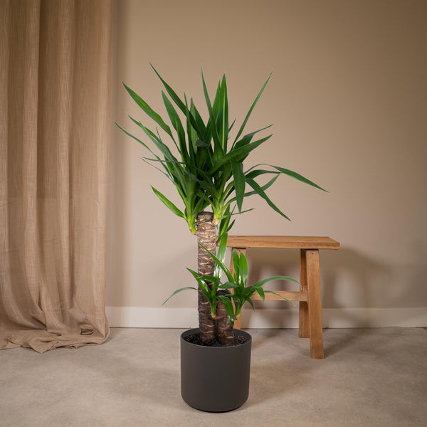Palmlelie - Yucca elephantipes - Ø17cm - ↕85cm