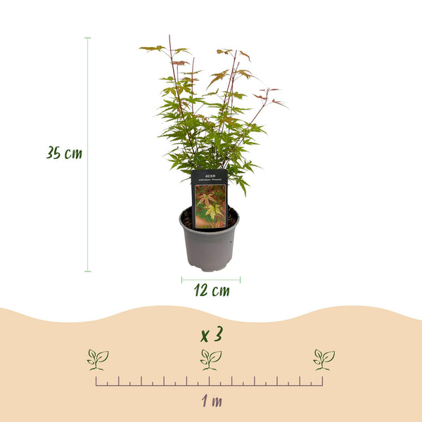 Japanse Esdoorn - Acer palmatum Phoenix - Roze - Ø12cm - ↕35cm