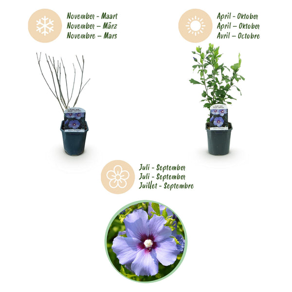 Hibiscus - Hibiscus syriacus 'Oiseau Blue' - blauw - Ø17cm - ↕45cm