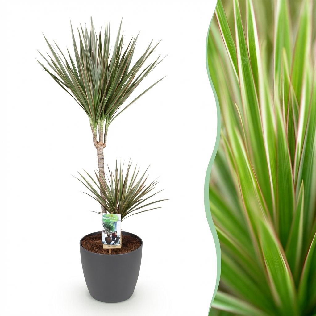 Drakenbloedboom - Dracaena marginata Bicolor - Ø21cm - ↕90-100cm