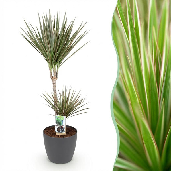 Drakenbloedboom - Dracaena marginata Bicolor - Ø21cm - ↕90-100cm