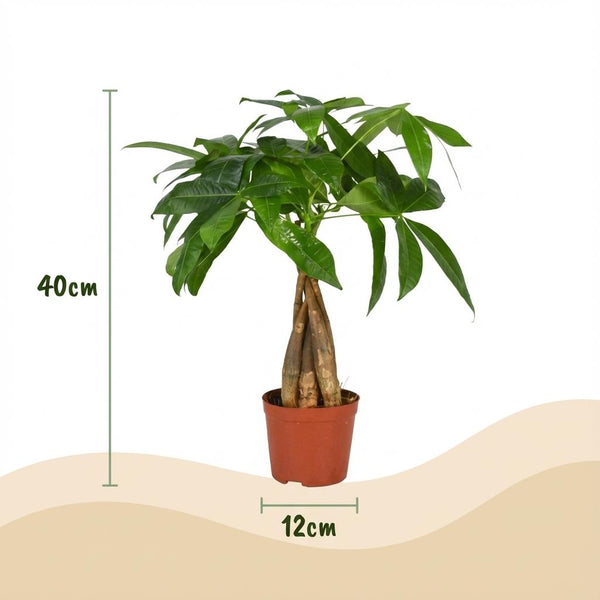 Geldboom - Pachira aquatica - Ø12cm - ↕40-50cm