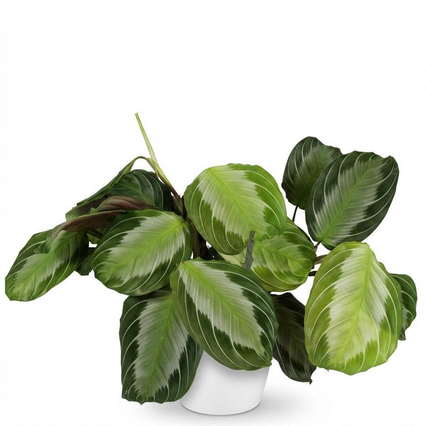 Gebedsplant - Maranta Fascinator Silverband - Ø12cm - ↕25cm