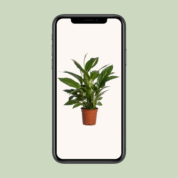 Lepelbloem - Spathiphyllum Vivaldi - Ø17cm - ↕70cm