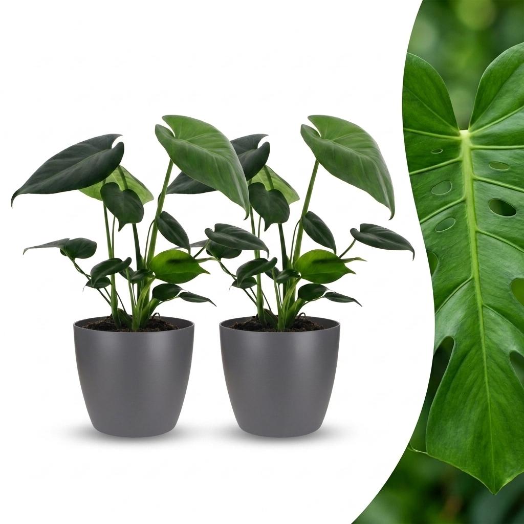 2x Gatenplant - Monstera Deliciosa - incl. Elho Potter - grijs - Ø12cm - ↕30cm