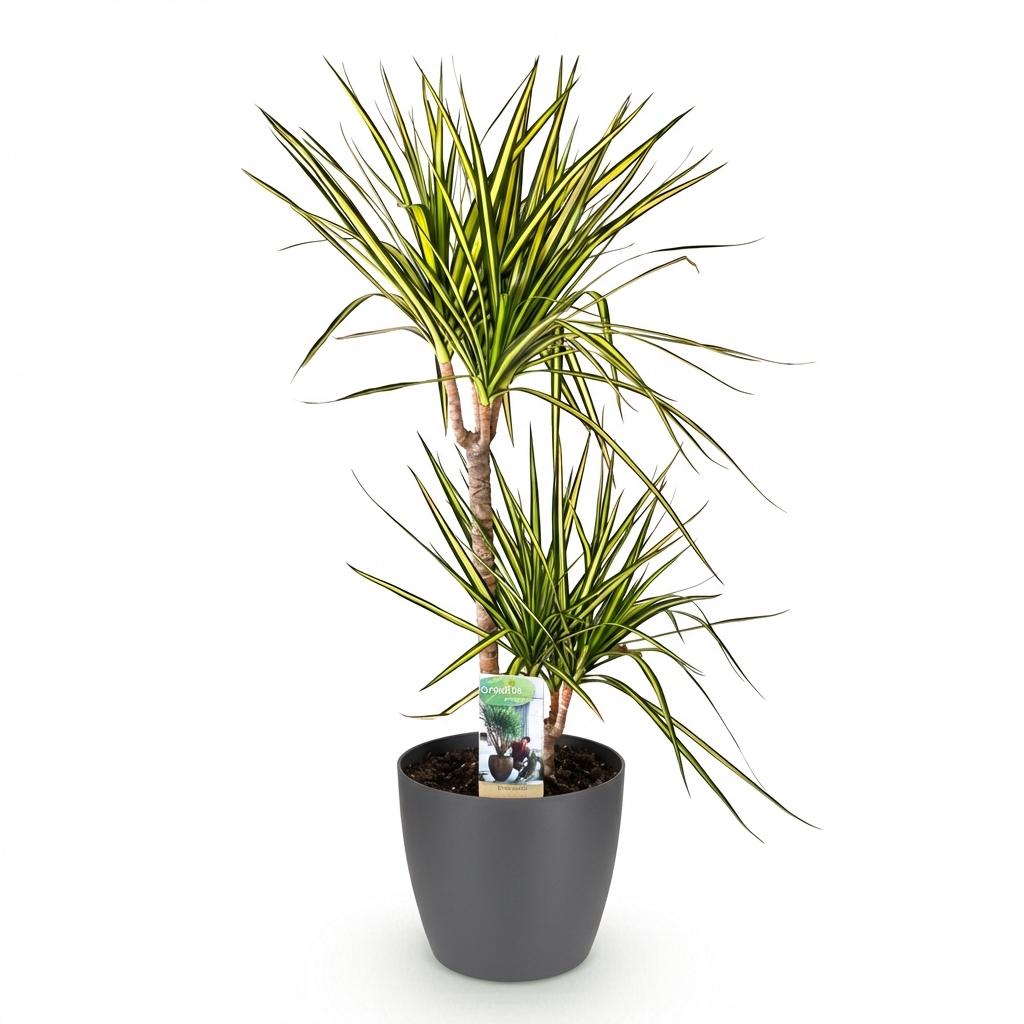 Drakenbloedboom - Dracaena Sunray - incl. Elho Potter - grijs - Ø21cm - ↕90-100cm
