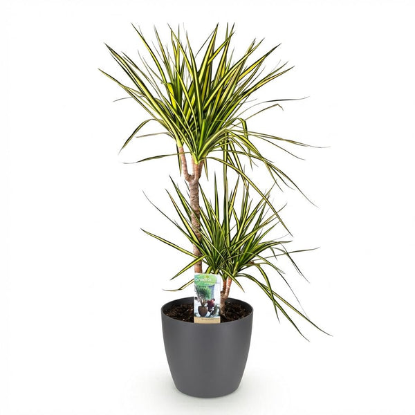 Drakenbloedboom - Dracaena Sunray - Ø21cm - ↕90-100cm