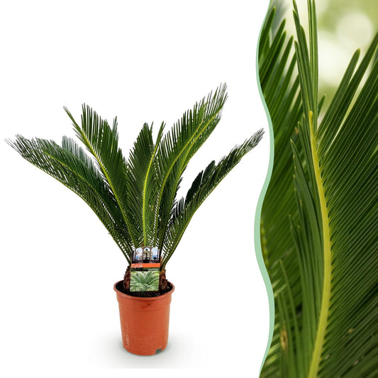 Cycas revoluta - Palmvaren - Ø17cm - ↕55-65cm