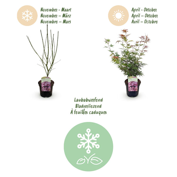 Japanse Esdoorn - Acer palmatum Jerre Swarts - Ø19cm - ↕70cm